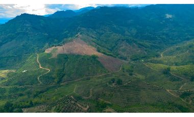 Se Vende Finca Cultivada En Tahiti y Yuca  En Pijao Quindio