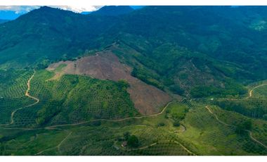 Se Vende Finca Cultivada En Tahiti y Yuca  En Pijao Quindio