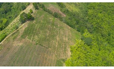 Se Vende Finca Cultivada En Tahiti y Yuca  En Pijao Quindio