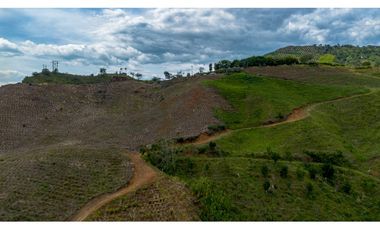 Se Vende Finca Cultivada En Tahiti y Yuca  En Pijao Quindio