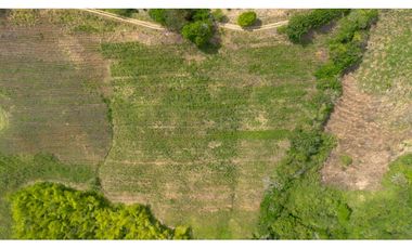 Se Vende Finca Cultivada En Tahiti y Yuca  En Pijao Quindio