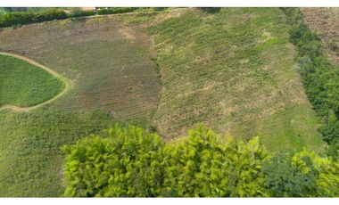 Se Vende Finca Cultivada En Tahiti y Yuca  En Pijao Quindio