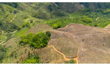 Se Vende Finca Cultivada En Tahiti y Yuca  En Pijao Quindio