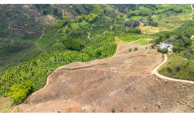 Se Vende Finca Cultivada En Tahiti y Yuca  En Pijao Quindio