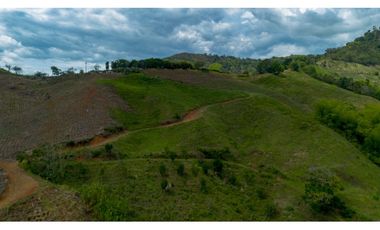 Se Vende Finca Cultivada En Tahiti y Yuca  En Pijao Quindio