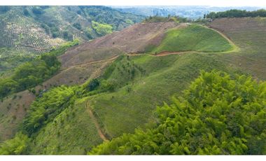 Se Vende Finca Cultivada En Tahiti y Yuca  En Pijao Quindio