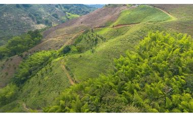 Se Vende Finca Cultivada En Tahiti y Yuca  En Pijao Quindio