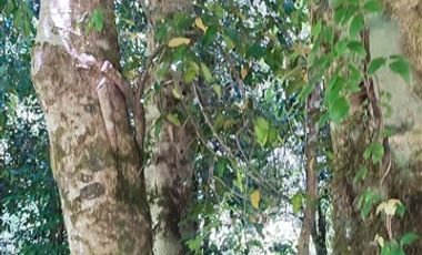 Parcela en Venta en Kilometro 13.7 Sector Pino Huacho Licanray Villarrica.