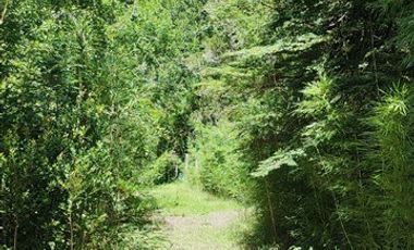 Parcela en Venta en Kilometro 13.7 Sector Pino Huacho Licanray Villarrica.