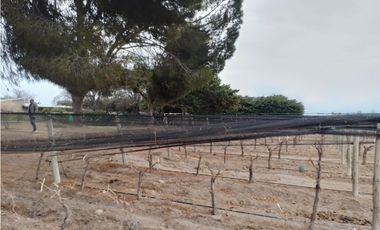 VENTA FINCA EN PRODUCCIÓN 75 HAS EN UGARTECHE- LUJAN DE CUYO, MZA.