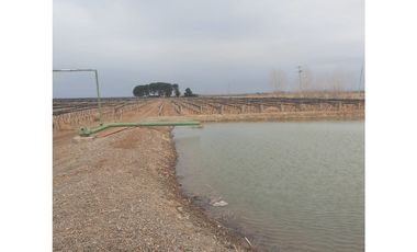 VENTA FINCA EN PRODUCCIÓN 75 HAS EN UGARTECHE- LUJAN DE CUYO, MZA.