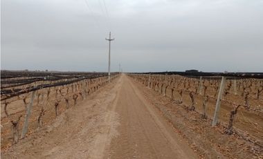 VENTA FINCA EN PRODUCCIÓN 75 HAS EN UGARTECHE- LUJAN DE CUYO, MZA.