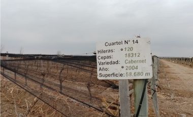 VENTA FINCA EN PRODUCCIÓN 75 HAS EN UGARTECHE- LUJAN DE CUYO, MZA.
