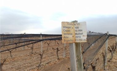 VENTA FINCA EN PRODUCCIÓN 75 HAS EN UGARTECHE- LUJAN DE CUYO, MZA.