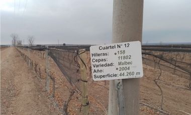 VENTA FINCA EN PRODUCCIÓN 75 HAS EN UGARTECHE- LUJAN DE CUYO, MZA.