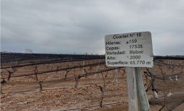 VENTA FINCA EN PRODUCCIÓN 75 HAS EN UGARTECHE- LUJAN DE CUYO, MZA.