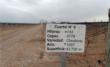VENTA FINCA EN PRODUCCIÓN 75 HAS EN UGARTECHE- LUJAN DE CUYO, MZA.
