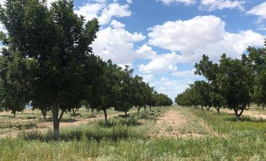 RANCHO EN VENTA EN PARRAS DE LA FUENTE