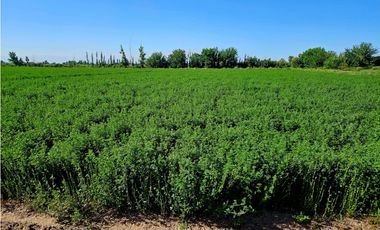 VENTA FINCA 20 HECTAREAS APTO PISTACHOS ALTOS DEL OLVIDO MENDOZA