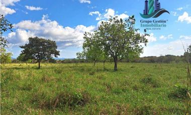 VENDO FINCA DE 25 HECTAREAS EL FRANCES ARRIBA