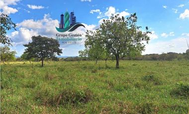 VENDO FINCA DE 25 HECTAREAS EL FRANCES ARRIBA