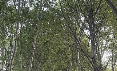 Agrícola en Venta en Parcela de agrado 3.7ha casa colonial