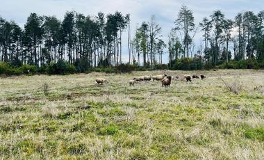Vendo Parcela Aguas Negras, Paillaco.