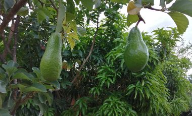 Finca En Mulalo 1000 Mtrs