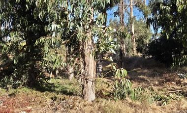 BOSQUES DE QUILEN, COSTA QUILEN, PUCHUNCAVÍ