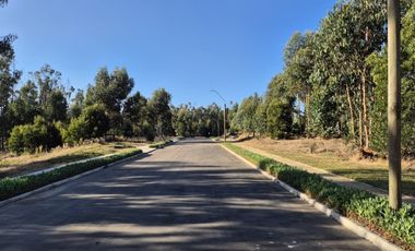 BOSQUES DE QUILEN, COSTA QUILEN, PUCHUNCAVÍ