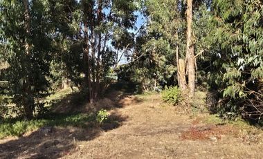 BOSQUES DE QUILEN, COSTA QUILEN, PUCHUNCAVÍ