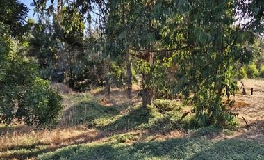 BOSQUES DE QUILEN, COSTA QUILEN, PUCHUNCAVÍ
