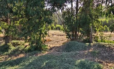 BOSQUES DE QUILEN, COSTA QUILEN, PUCHUNCAVÍ
