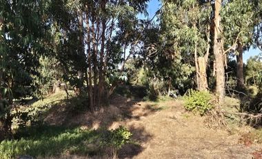 BOSQUES DE QUILEN, COSTA QUILEN, PUCHUNCAVÍ