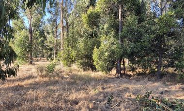 BOSQUES DE QUILEN, COSTA QUILEN, PUCHUNCAVÍ