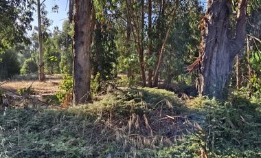 BOSQUES DE QUILEN, COSTA QUILEN, PUCHUNCAVÍ