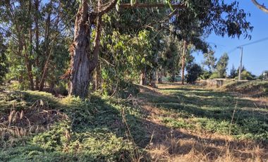 BOSQUES DE QUILEN, COSTA QUILEN, PUCHUNCAVÍ