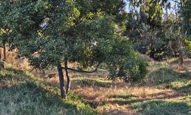 BOSQUES DE QUILEN, COSTA QUILEN, PUCHUNCAVÍ