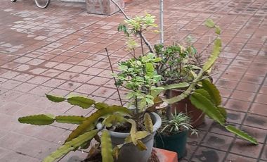 Casa en venta - 3 Dormitorios 3 Baños - Cocheras - Chacarita