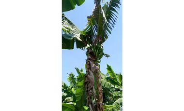 SE VENDE LOTE EN LA BELLA DE 1000 METROS 