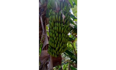 SE VENDE LOTE EN LA BELLA DE 1000 METROS 