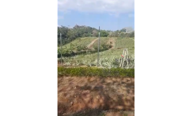 CHORRERA / LOS COROZALES / TERRENO / 1 HECTAREA / CON SIEMBRA