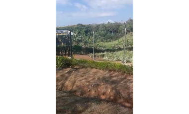 CHORRERA / LOS COROZALES / TERRENO / 1 HECTAREA / CON SIEMBRA