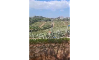 CHORRERA / LOS COROZALES / TERRENO / 1 HECTAREA / CON SIEMBRA