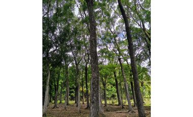 CHAME / FINCA EN BEJUCO / 10 HECTAREAS / CERCA DE LA INTERAMERICANA