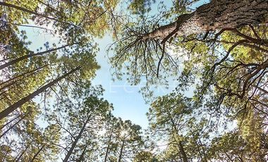 TERRENO EN VENTA EN BOSQUES DE LA CAÑADA, TAPALPA