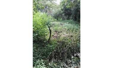 FINCA / 1 HECTAREA / PALMIRA ABAJO / BOQUETE / CHIRIQUI