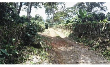 FINCA / 1 HECTAREA / PALMIRA ABAJO / BOQUETE / CHIRIQUI