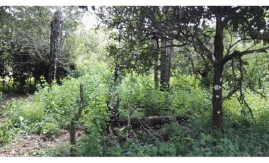 FINCA / 1 HECTAREA / PALMIRA ABAJO / BOQUETE / CHIRIQUI