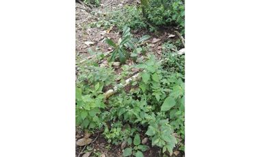 FINCA / 1 HECTAREA / PALMIRA ABAJO / BOQUETE / CHIRIQUI